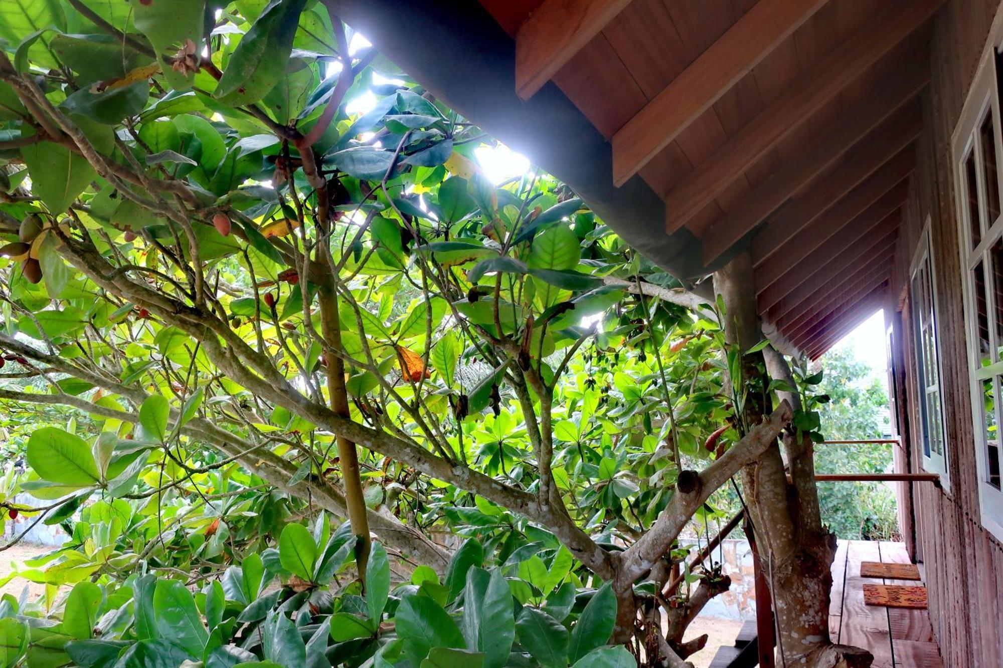 Afro Beach Eco Resort Butre Kamer foto